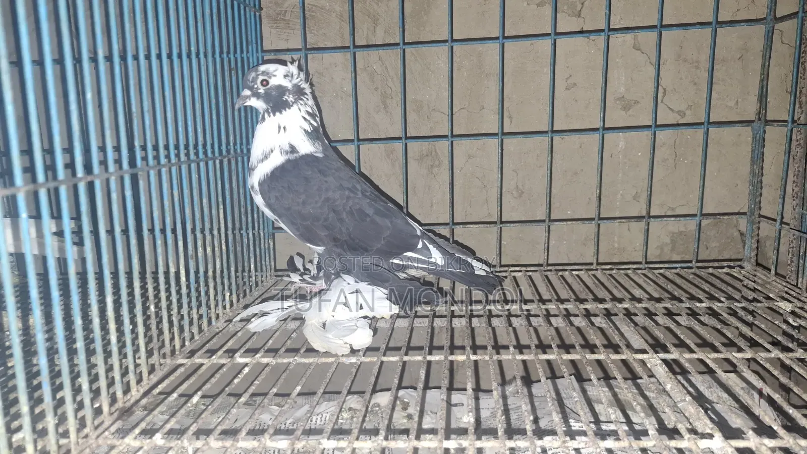 Loton Adult Pigeon