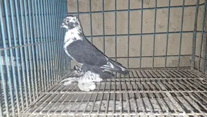 Loton Adult Pigeon