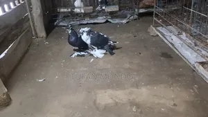 Loton Adult Pigeon