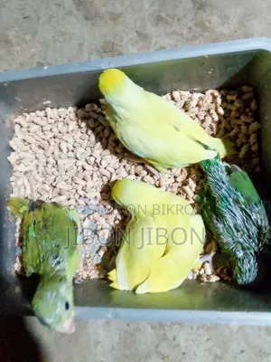 ফরপাস টেম সাইজ বেবি