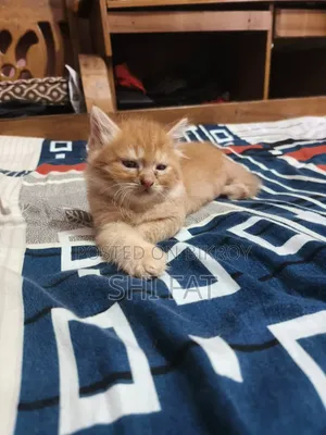 1-3 Months Male Purebred Persian Cat