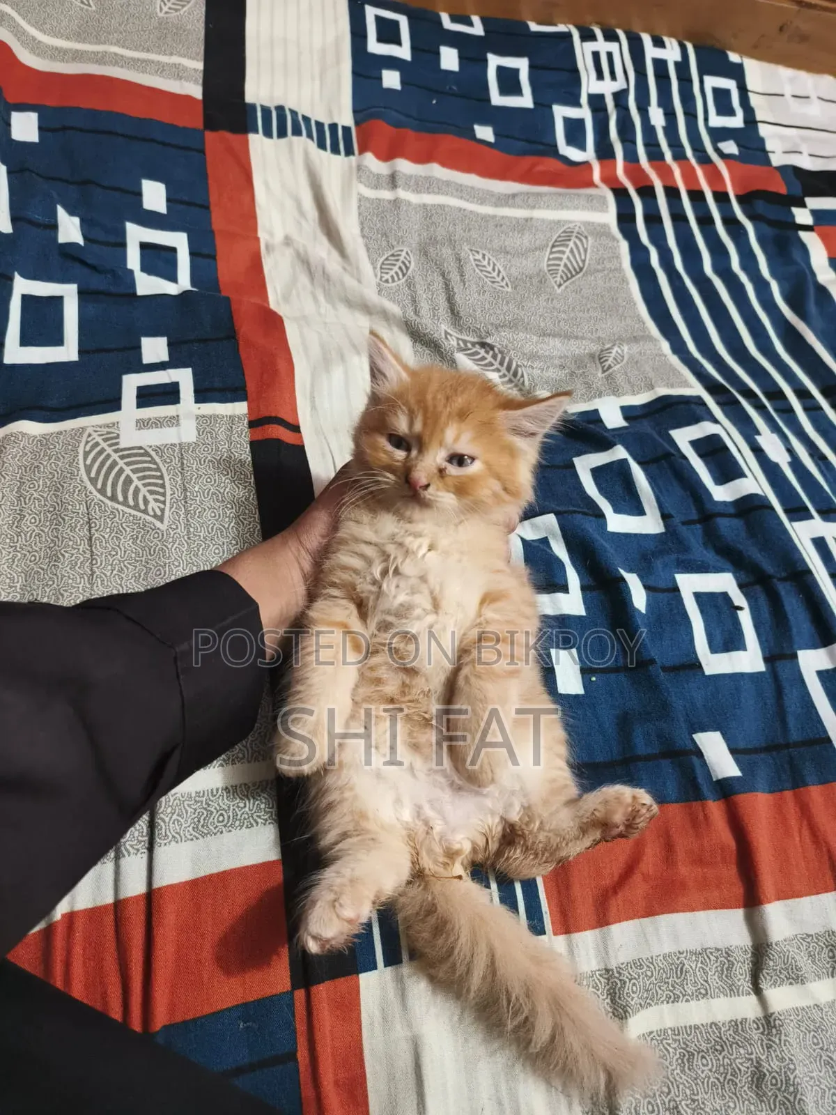 1-3 Months Male Purebred Persian Cat