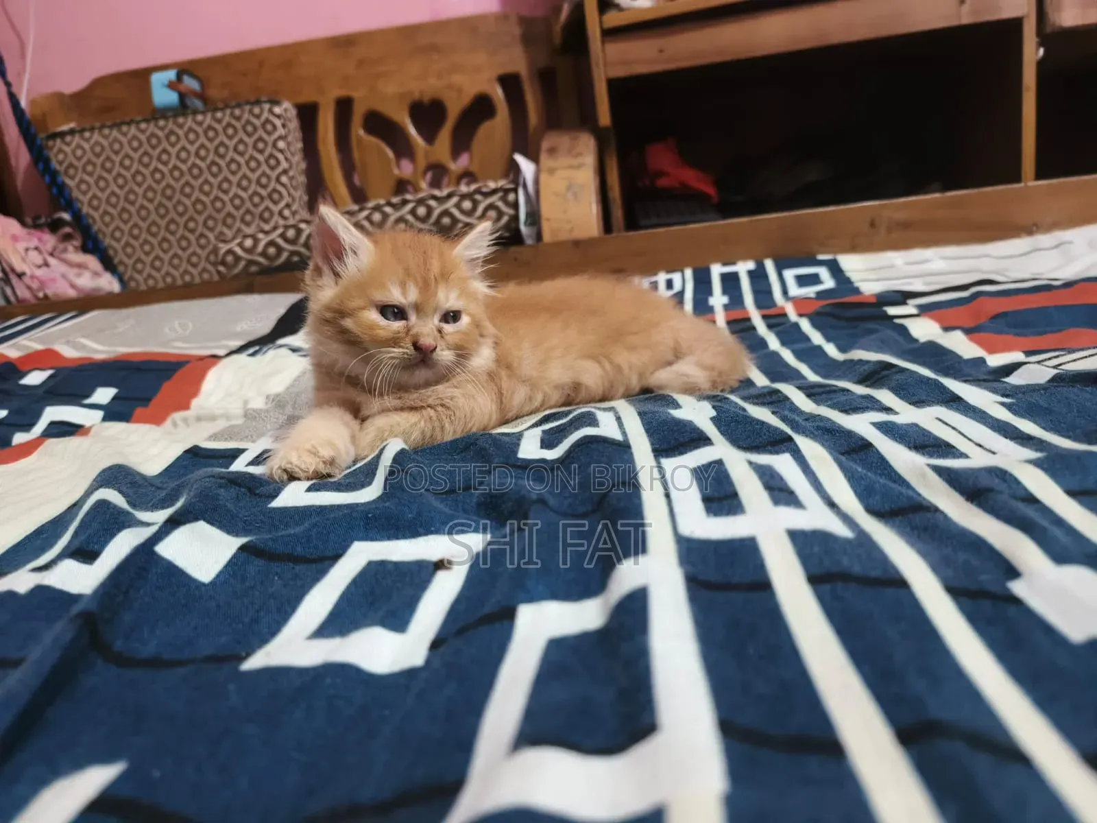1-3 Months Male Purebred Persian Cat