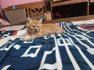 1-3 Months Male Purebred Persian Cat