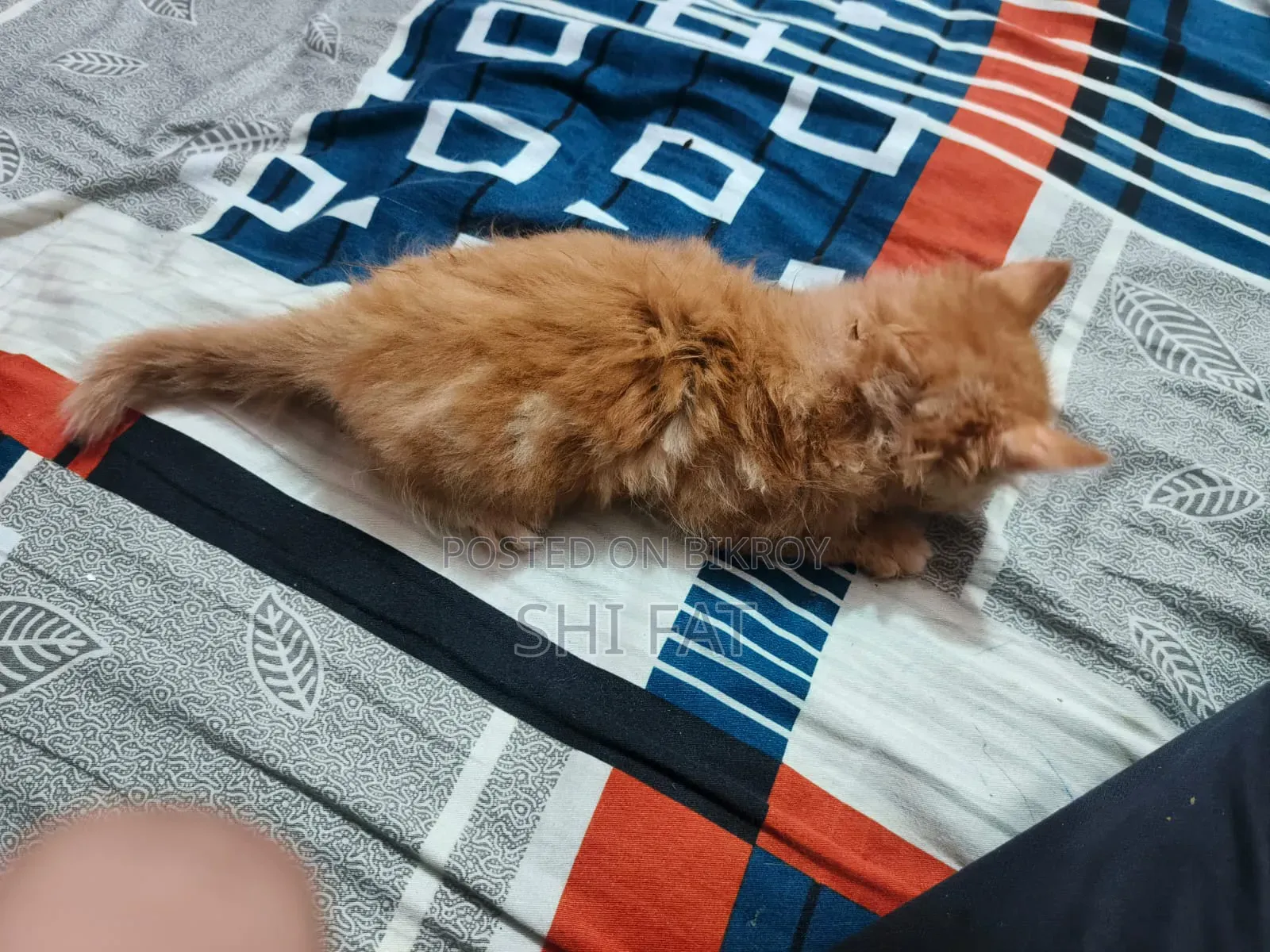 1-3 Months Male Purebred Persian Cat