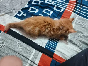 1-3 Months Male Purebred Persian Cat