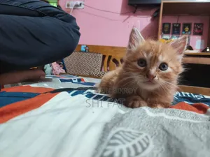 1-3 Months Male Purebred Persian Cat