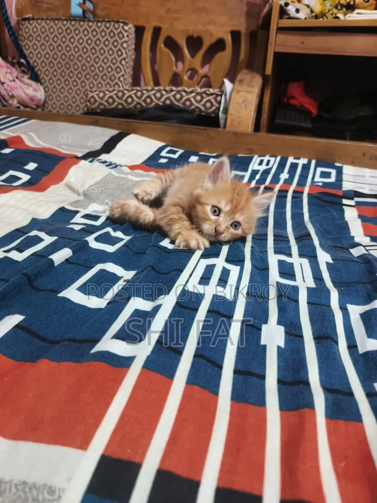 1-3 Months Male Purebred Persian Cat