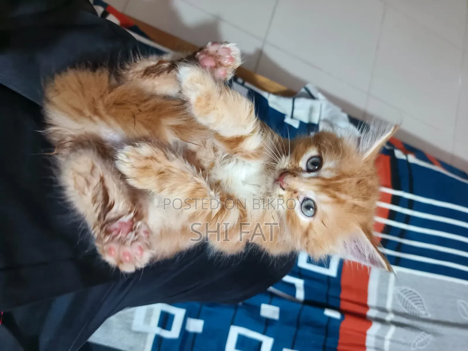 1-3 Months Male Purebred Persian Cat