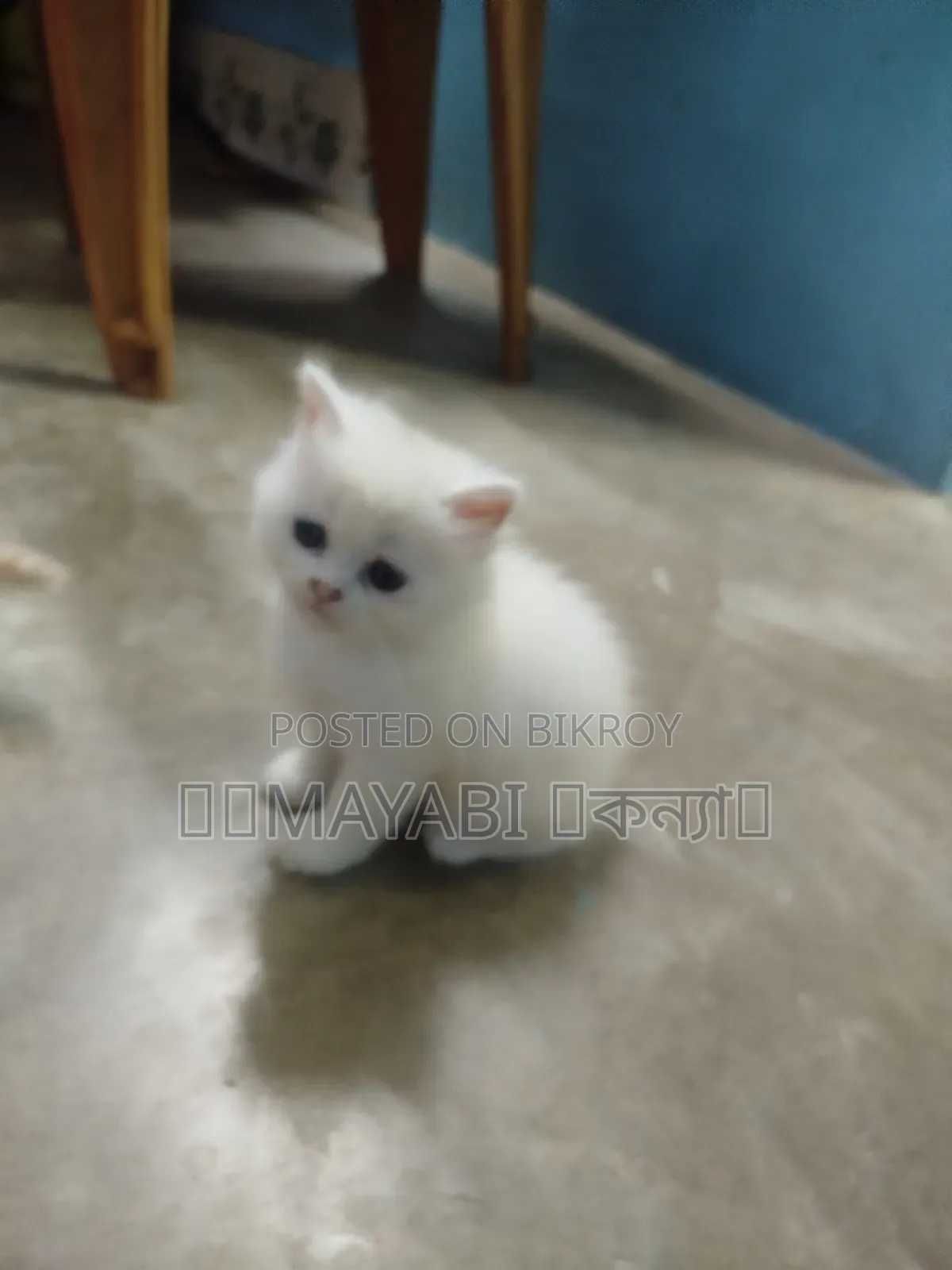 1-3 Months Male Purebred Persian Cat