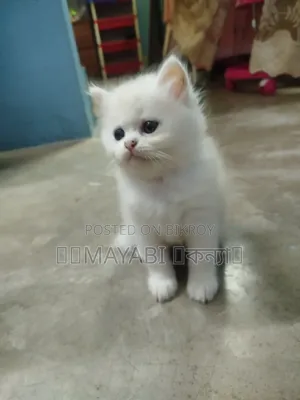 1-3 Months Male Purebred Persian Cat