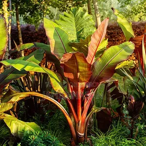 Agni Sagar Banana Sapling