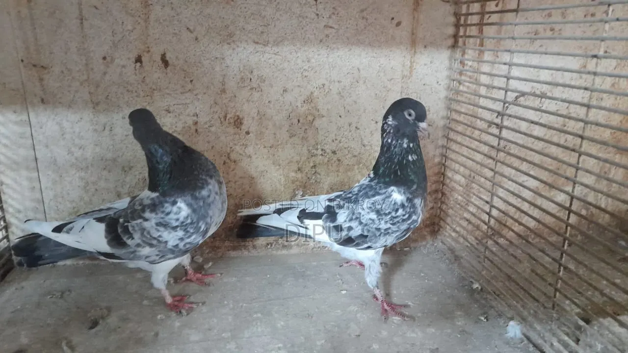 কামager কবুতর