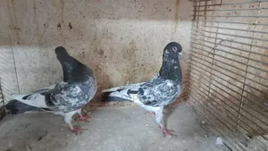 কামager কবুতর