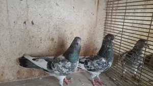 কামager কবুতর