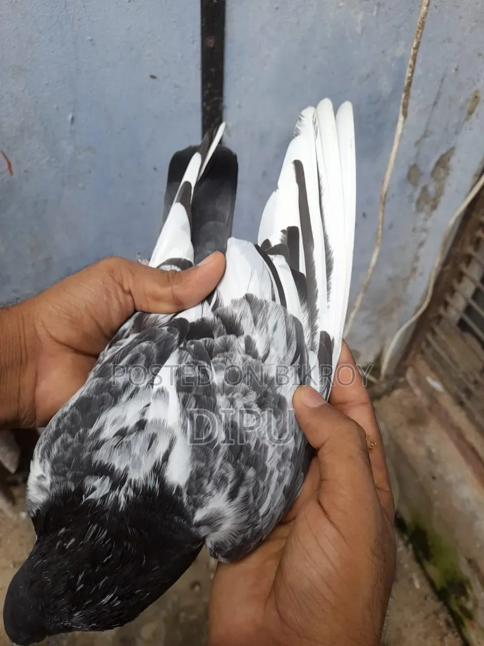 কামager কবুতর