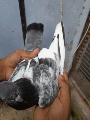 কামager কবুতর