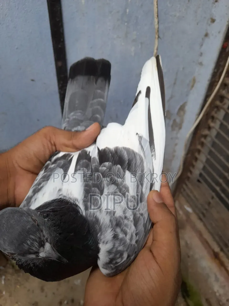 কামager কবুতর