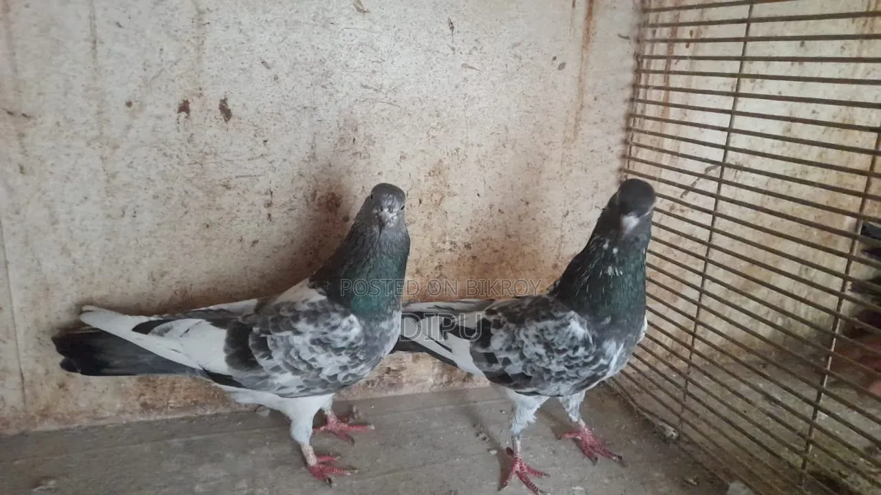 কামager কবুতর