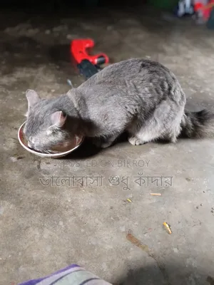 1+ year Male Purebred Cat