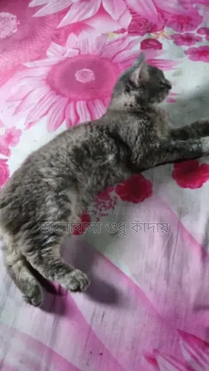 1+ year Male Purebred Cat