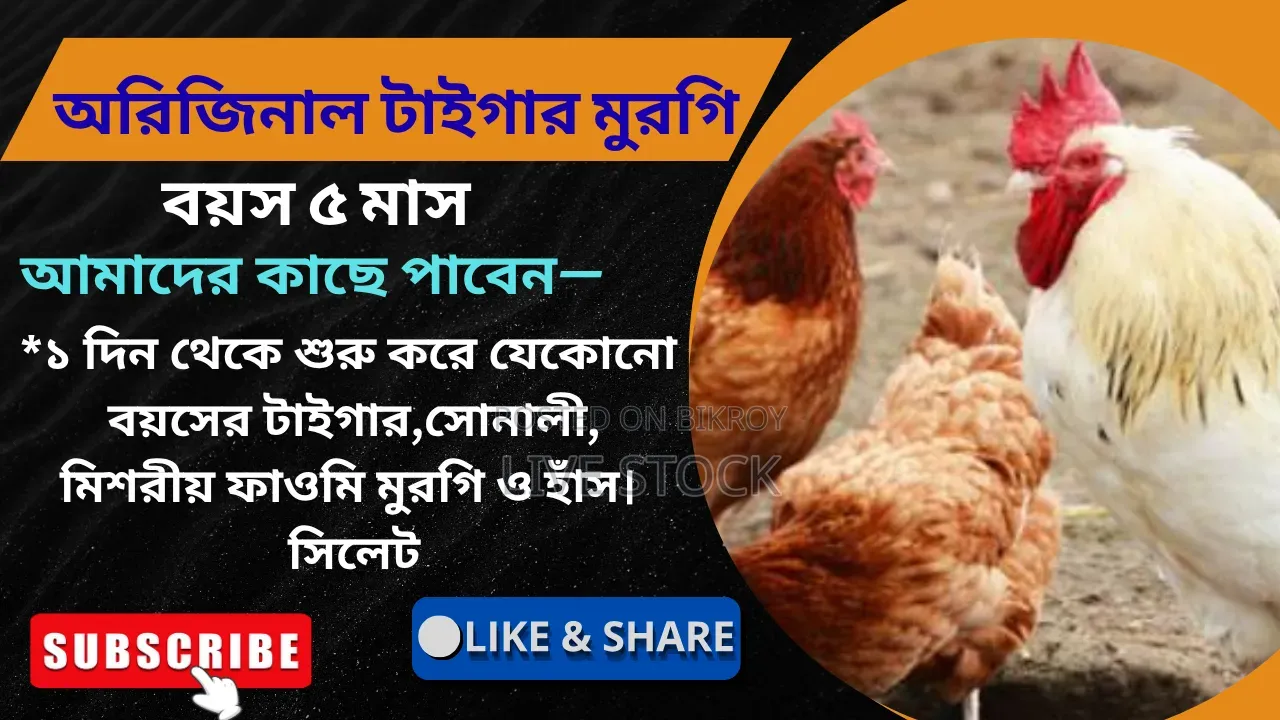 ডিমের অরিজিনাল টাইগার মুরগি বিক্রি করা হবে, সিলেট।