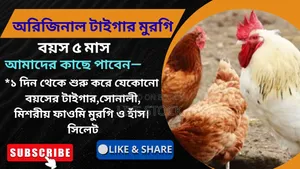 ডিমের অরিজিনাল টাইগার মুরগি বিক্রি করা হবে, সিলেট।