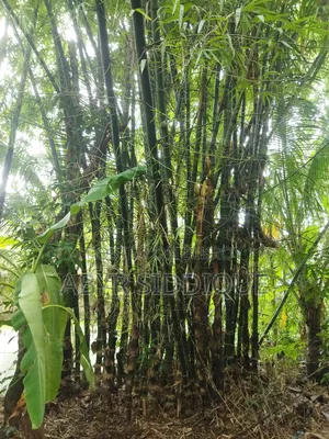 Raw Bamboo