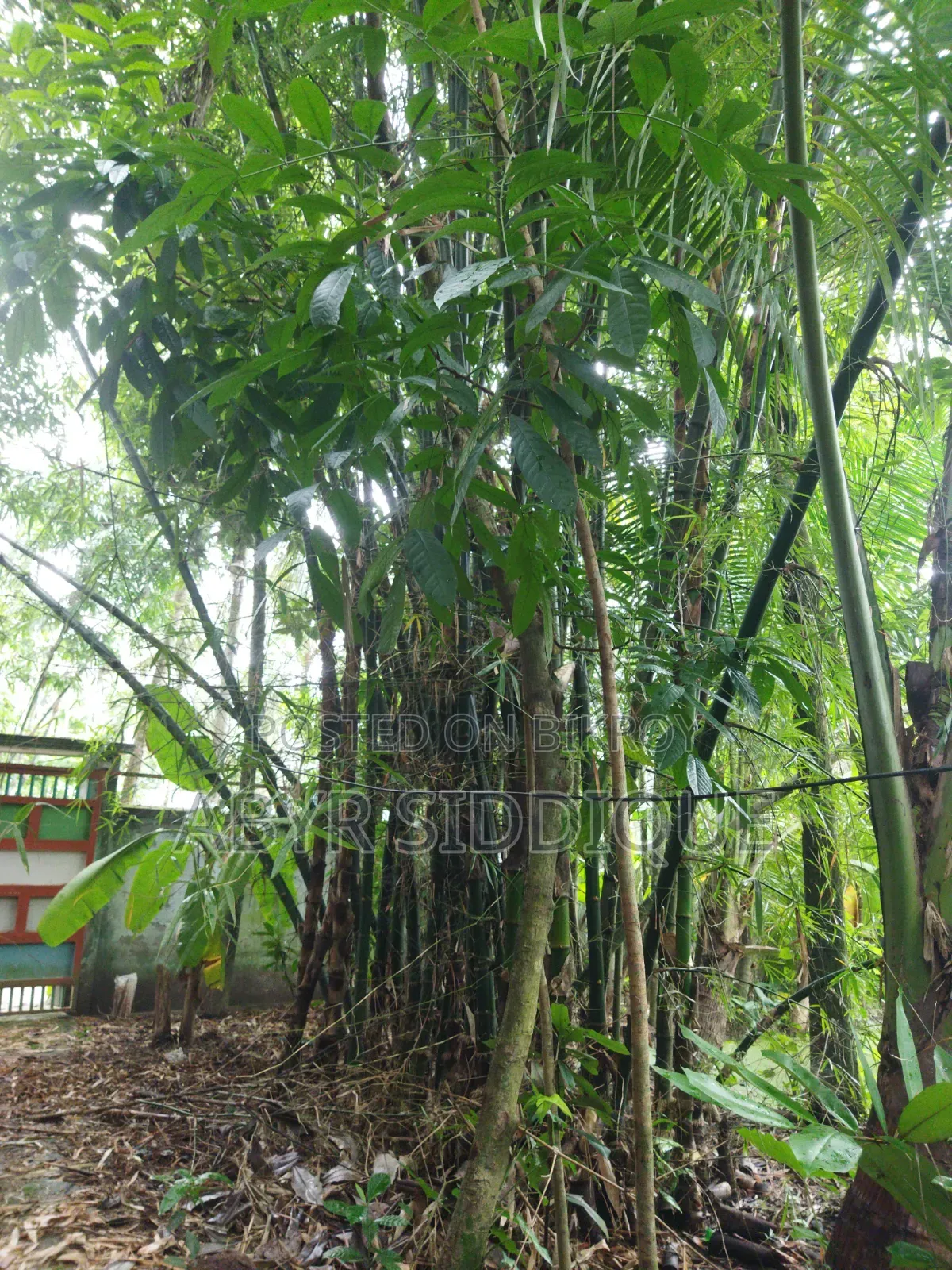 Raw Bamboo
