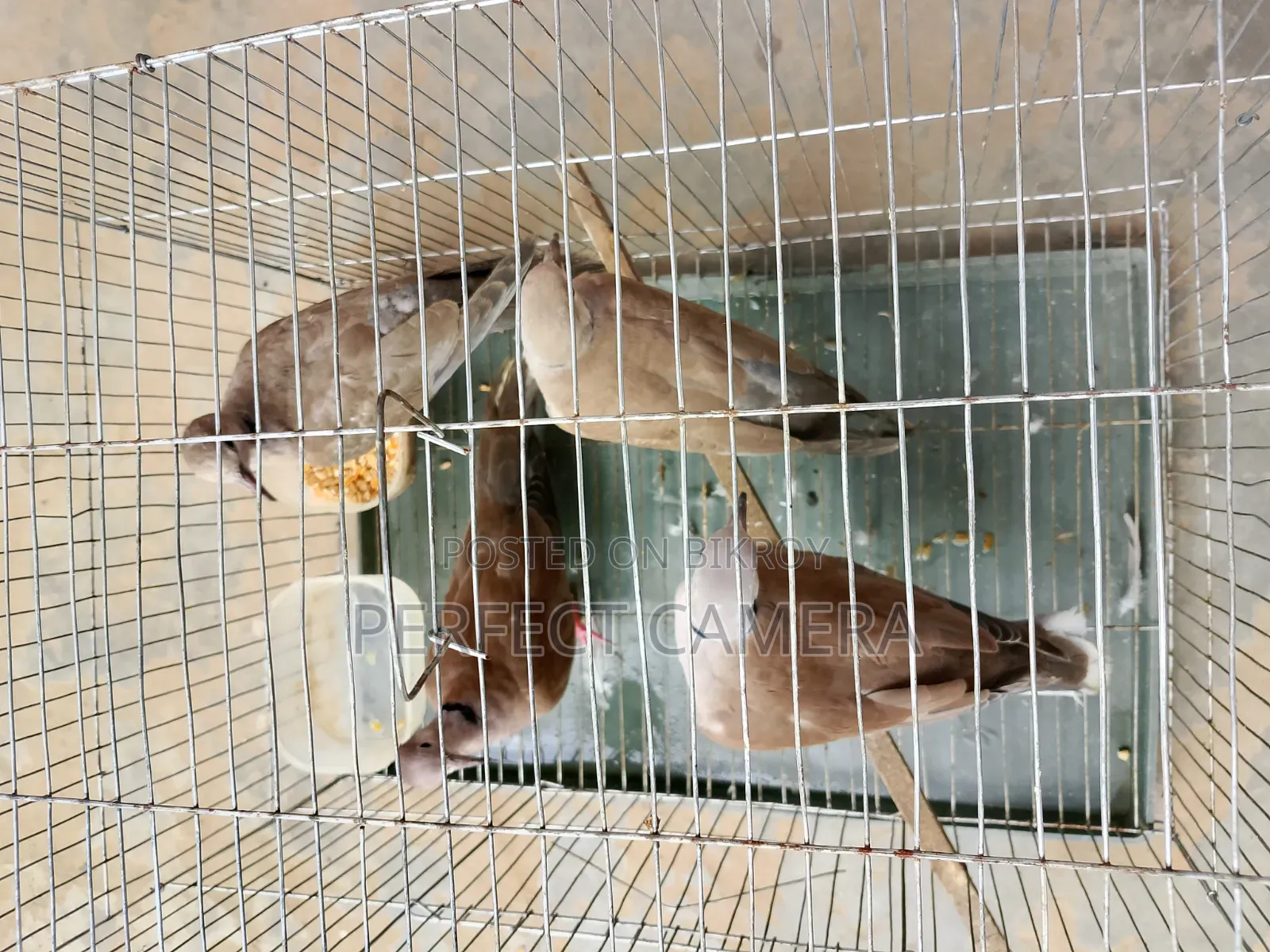 Fancy Dove
