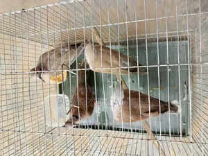 Fancy Dove