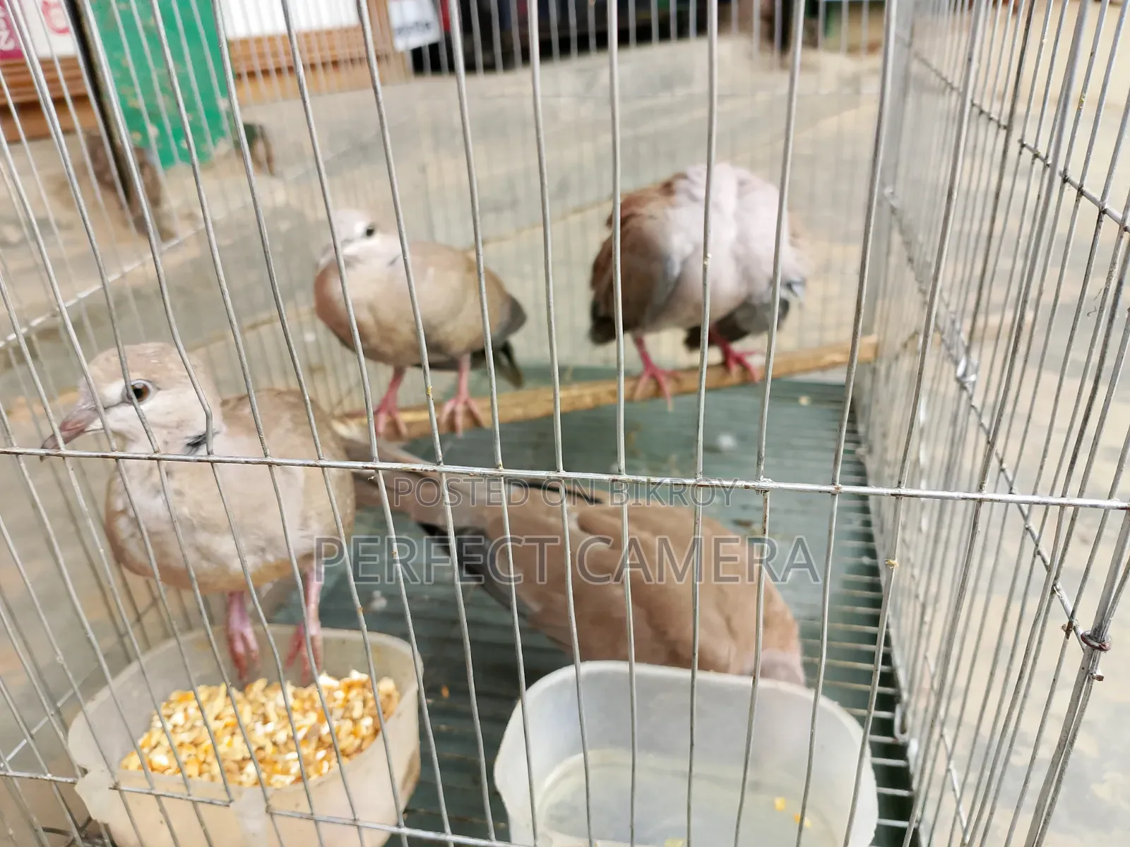 Fancy Dove