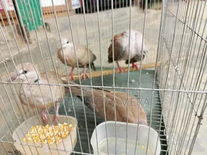 Fancy Dove