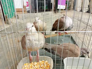 Fancy Dove