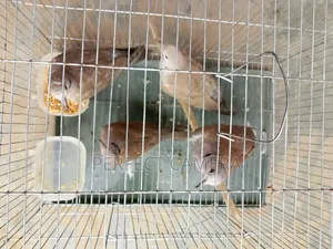 Fancy Dove