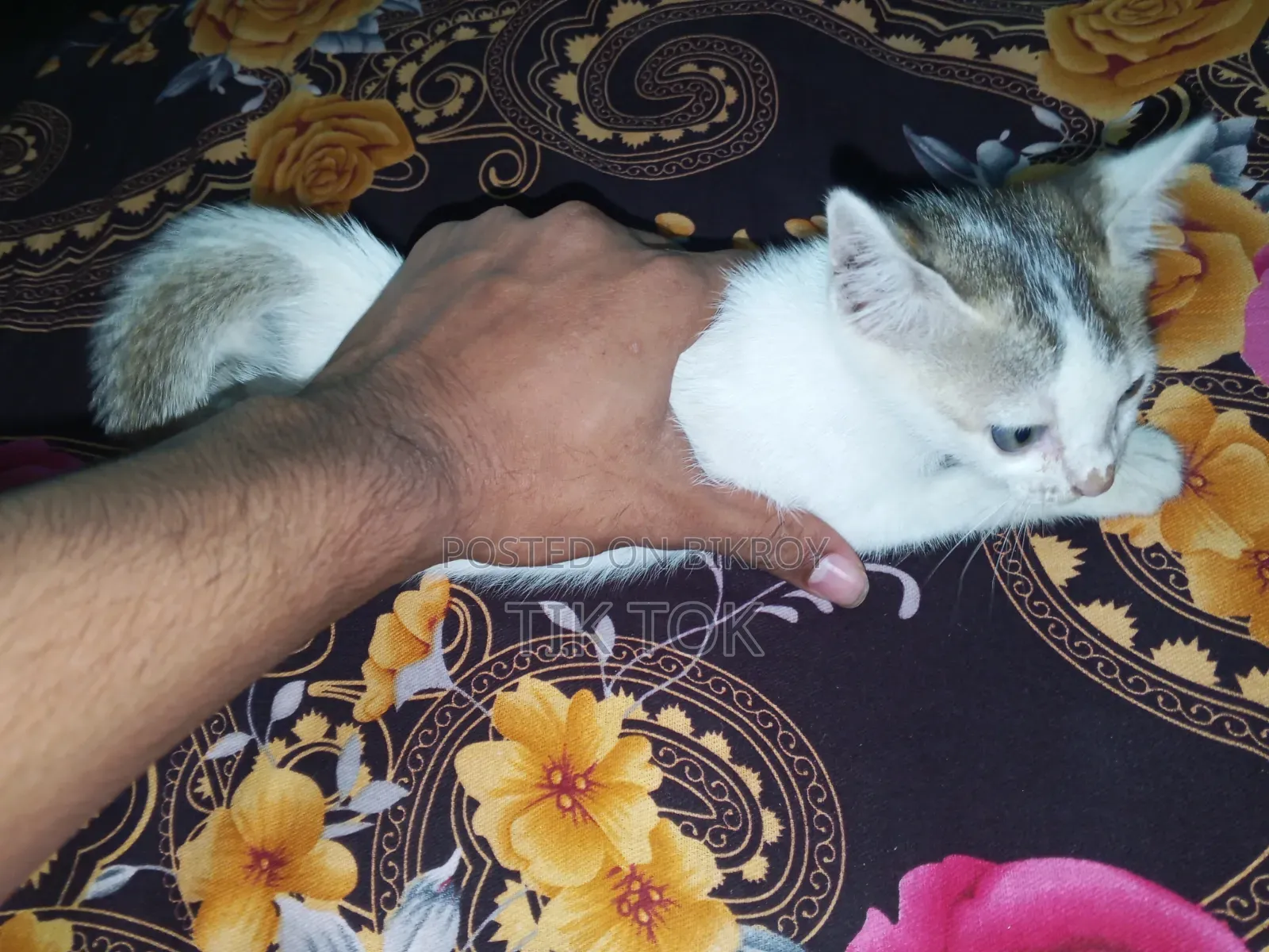 0-1 Month Female Mixed Breed Bengal