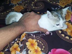 0-1 Month Female Mixed Breed Bengal