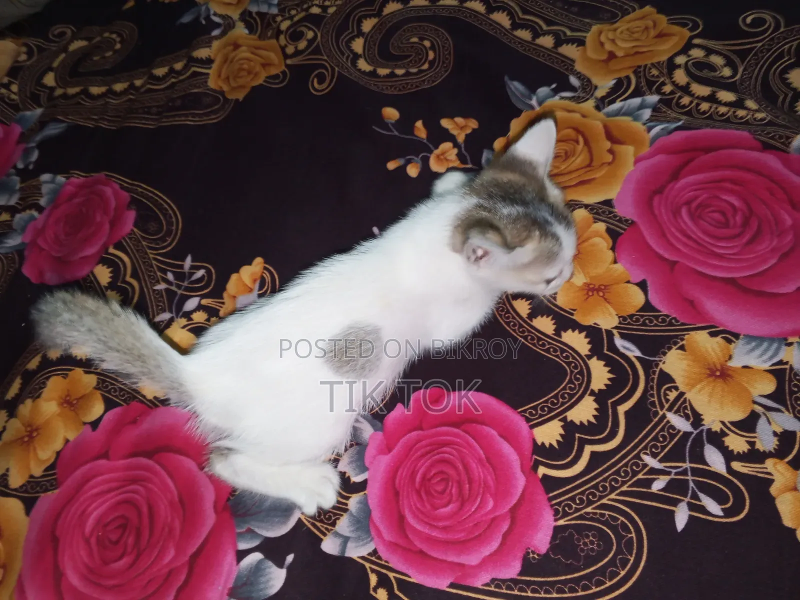 0-1 Month Female Mixed Breed Bengal