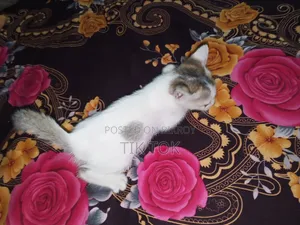 0-1 Month Female Mixed Breed Bengal