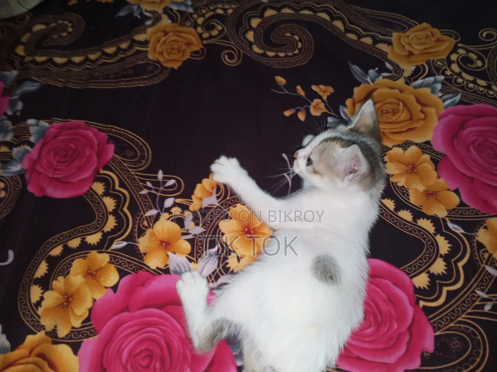 0-1 Month Female Mixed Breed Bengal