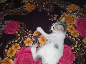 0-1 Month Female Mixed Breed Bengal