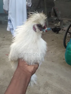 আমেরিকান সিল্কি