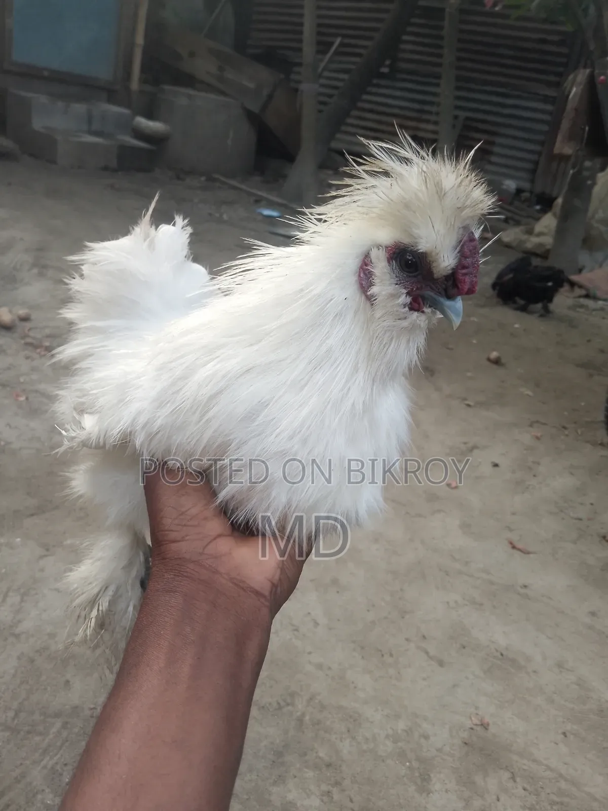 আমেরিকান সিল্কি