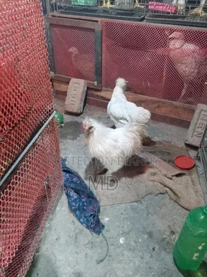 আমেরিকান সিল্কি