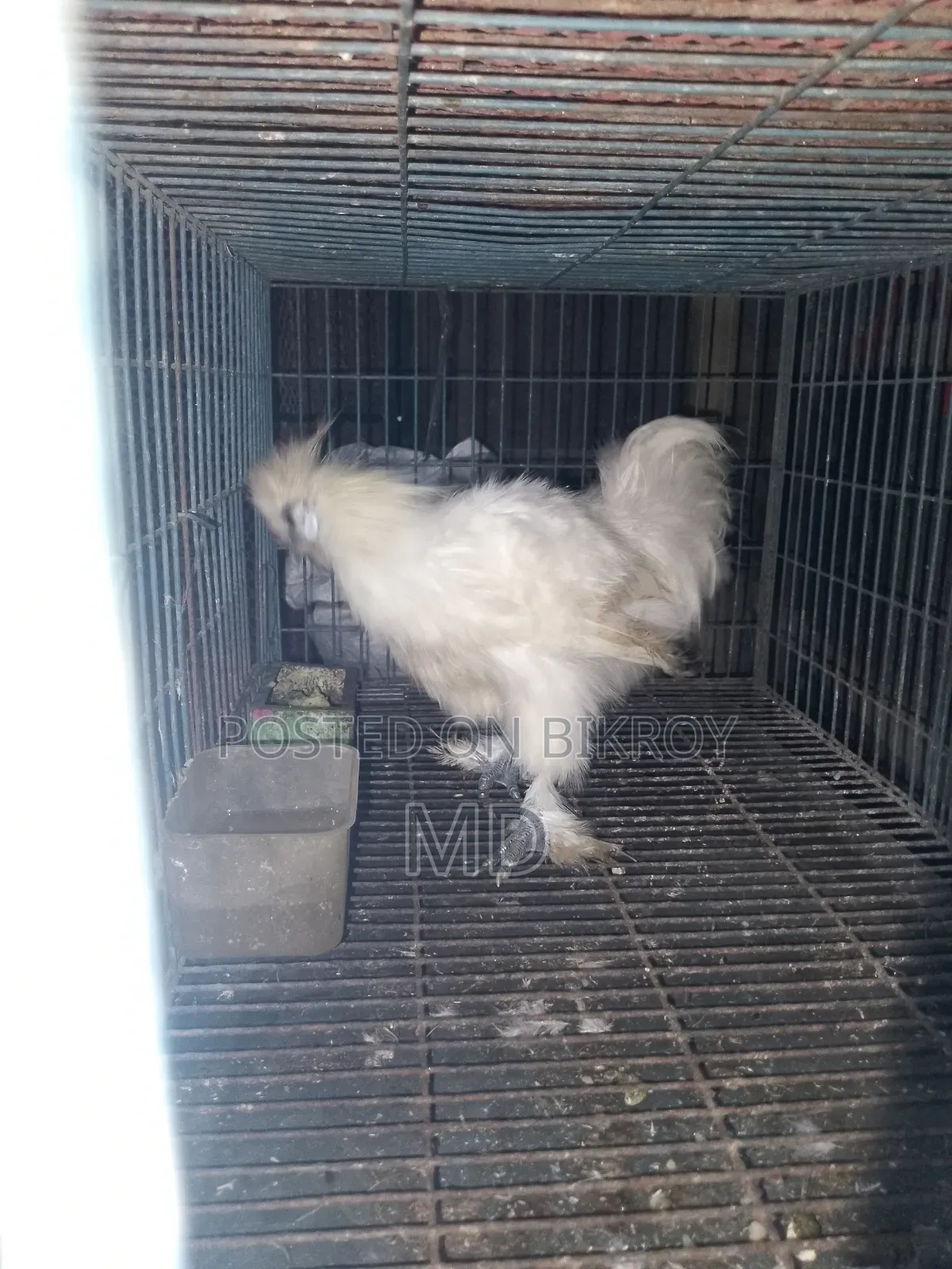 আমেরিকান সিল্কি ২