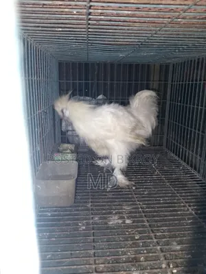 আমেরিকান সিল্কি ২