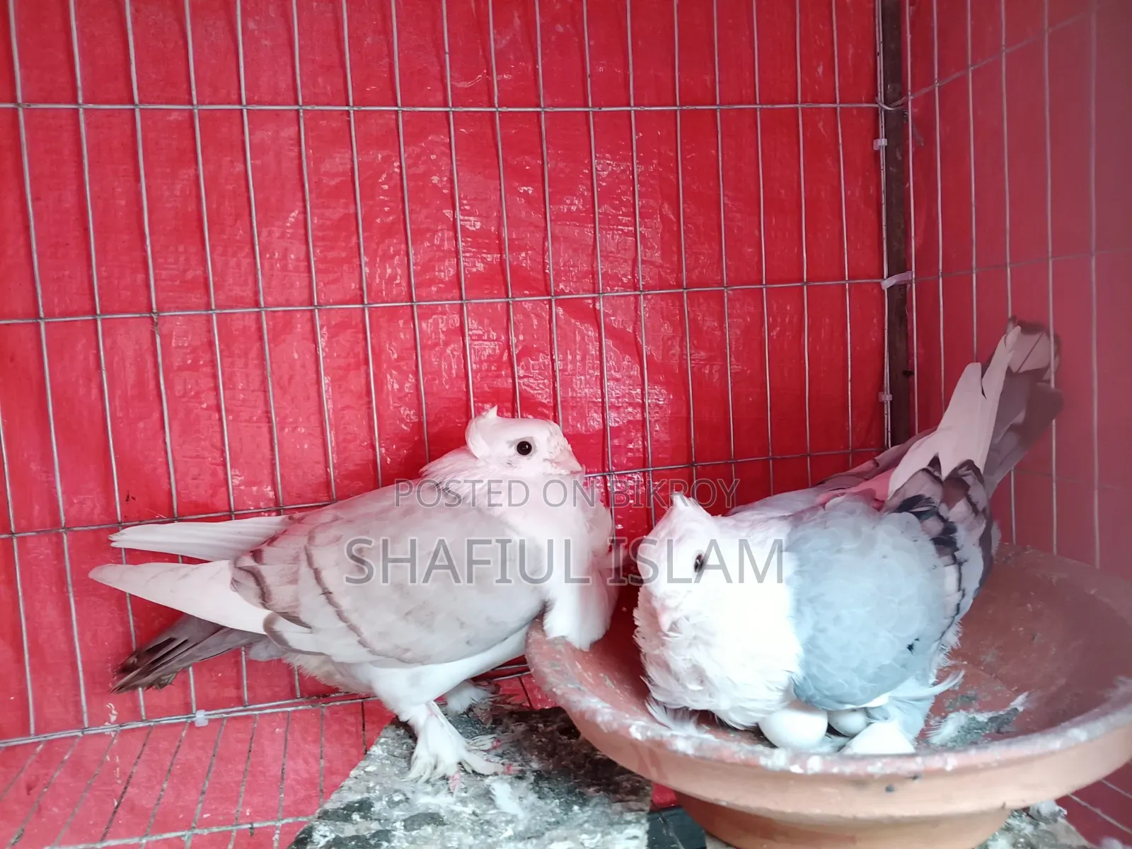 Shartin (Blue Opal) Pair
