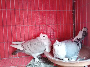 Shartin (Blue Opal) Pair