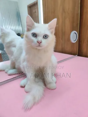 6-12 Months Male Purebred Persian