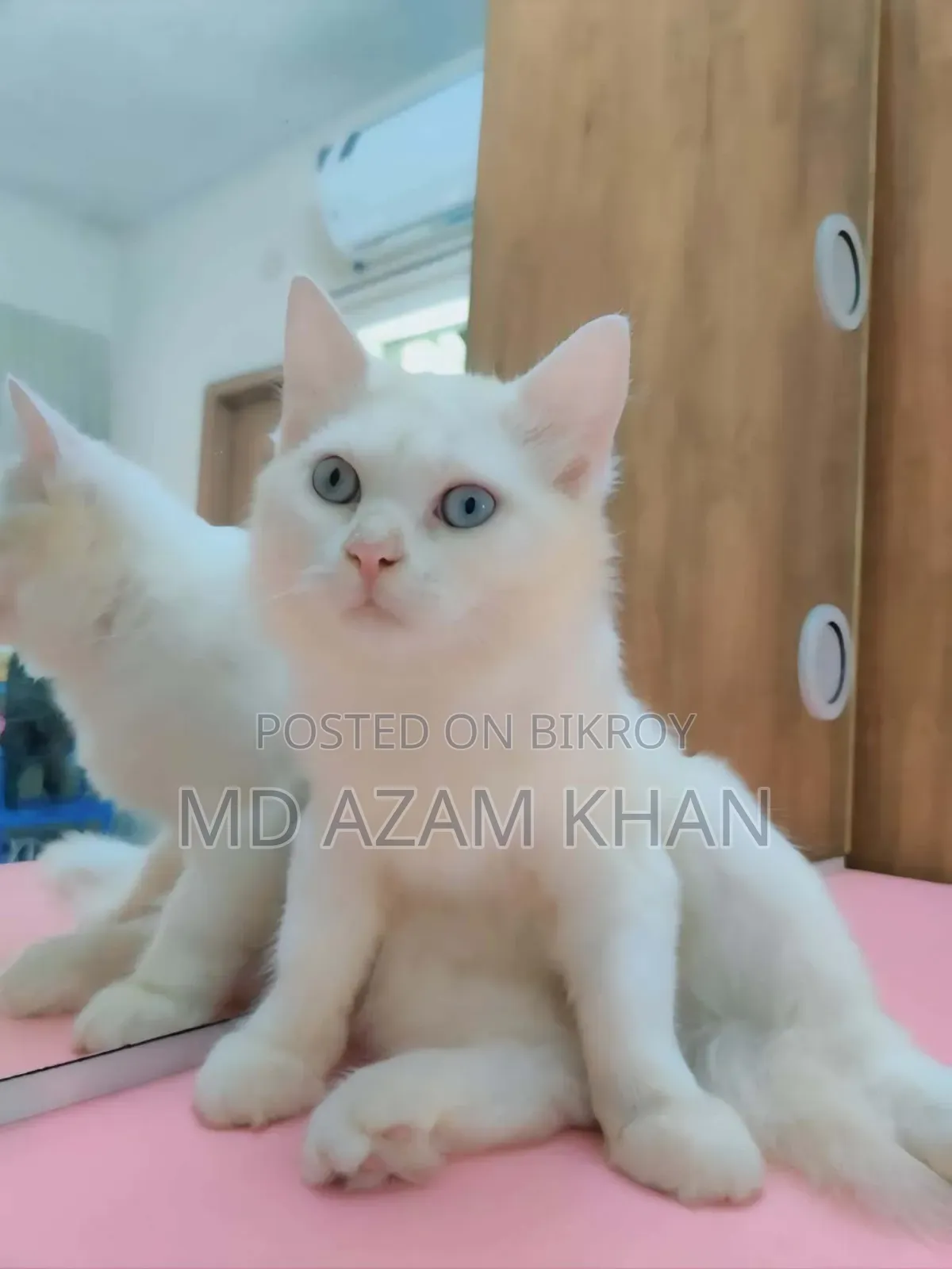 6-12 Months Male Purebred Persian